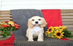 Cocker Spaniel dogs for sale: Pearl - Image 5