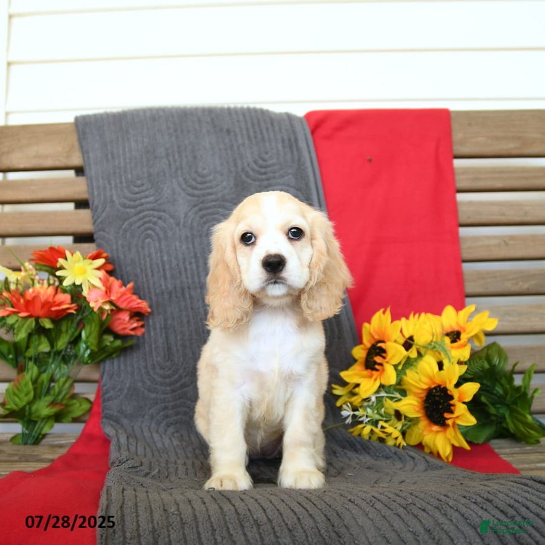Cocker Spaniel dogs for sale: Pearl - Image 5
