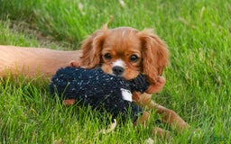 Cavalier King Charles Spaniel dogs for sale: Clifford - Image 29