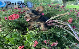 Yorkshire Terrier dogs for sale: Mellow - Image 4