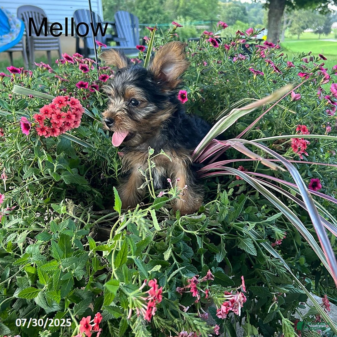 Yorkshire Terrier dogs for sale: Mellow - Image 4