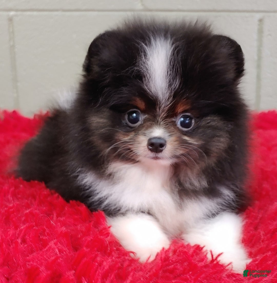 Pomeranian dogs for sale: Yovanni - Image 11