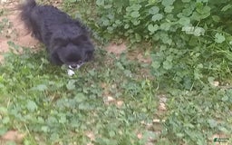 Chihuahua dogs for sale: Full Akc   Dealer - Image 3