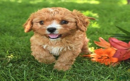 Cavapoo dogs for sale: Cuddles - Image 8