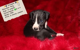 Great Dane dogs for sale: Eclipse - Image 1