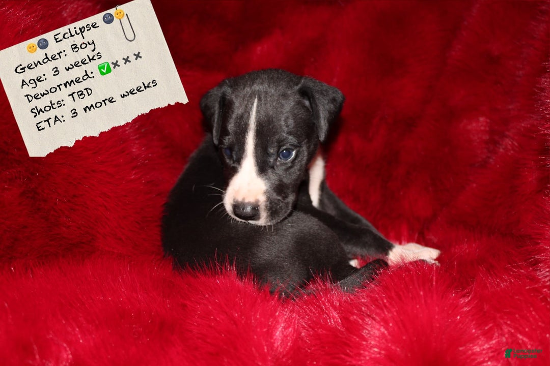 Great Dane dogs for sale: Eclipse - Image 1