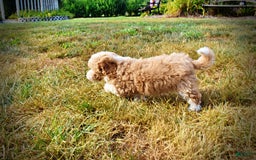 Havapoo dogs for sale: Jinga - Image 19