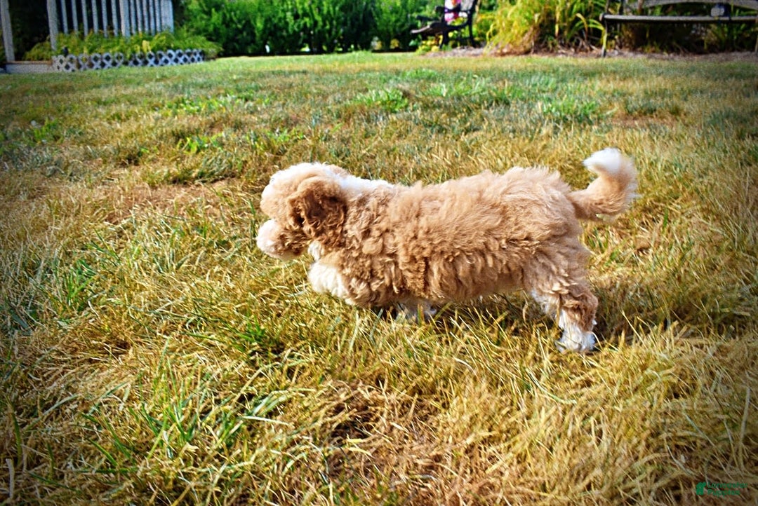 Havapoo dogs for sale: Jinga - Image 19