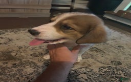 Great Pyrenees dogs for sale: Dutchess - Image 3