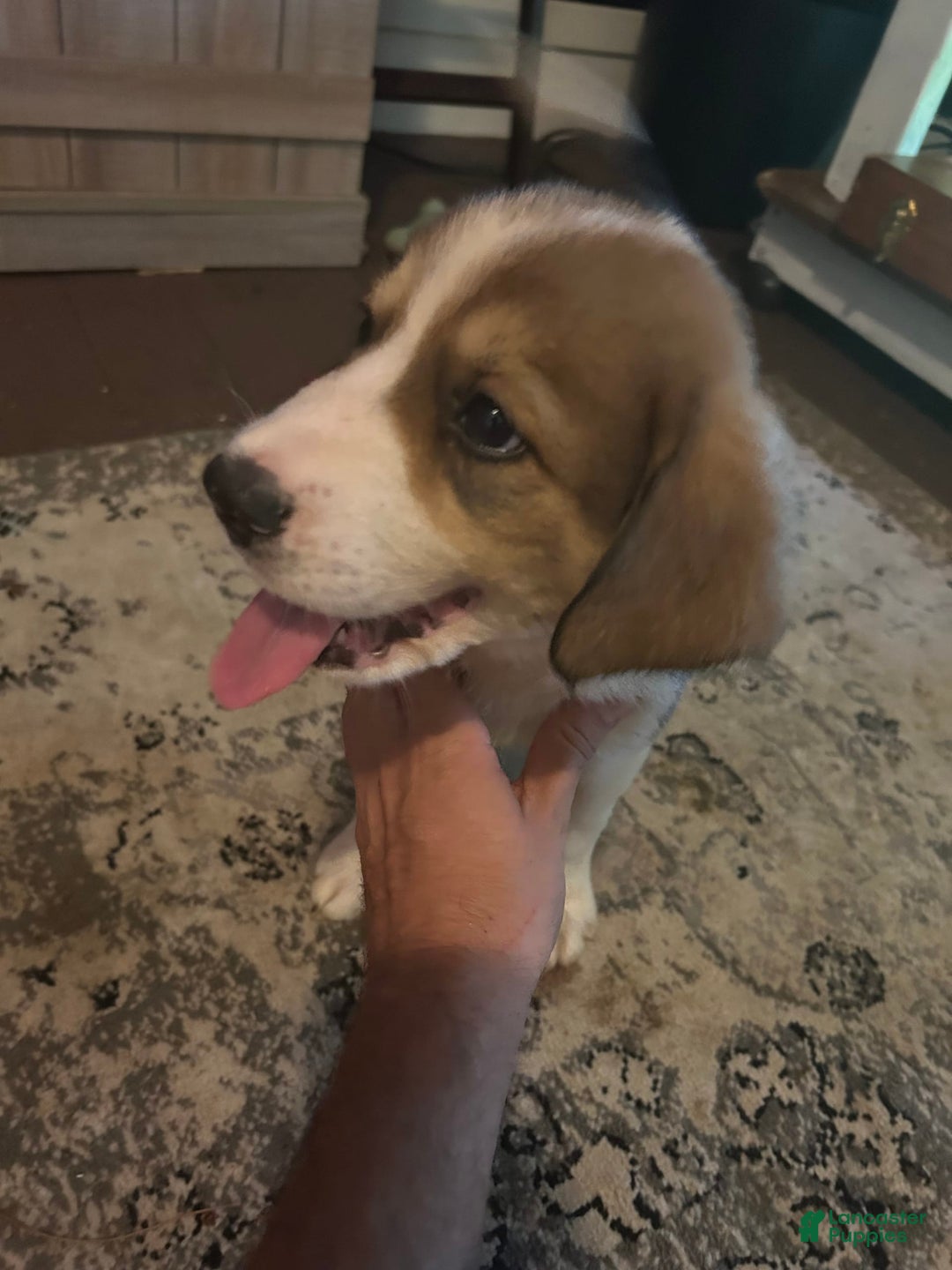 Great Pyrenees dogs for sale: Dutchess - Image 3