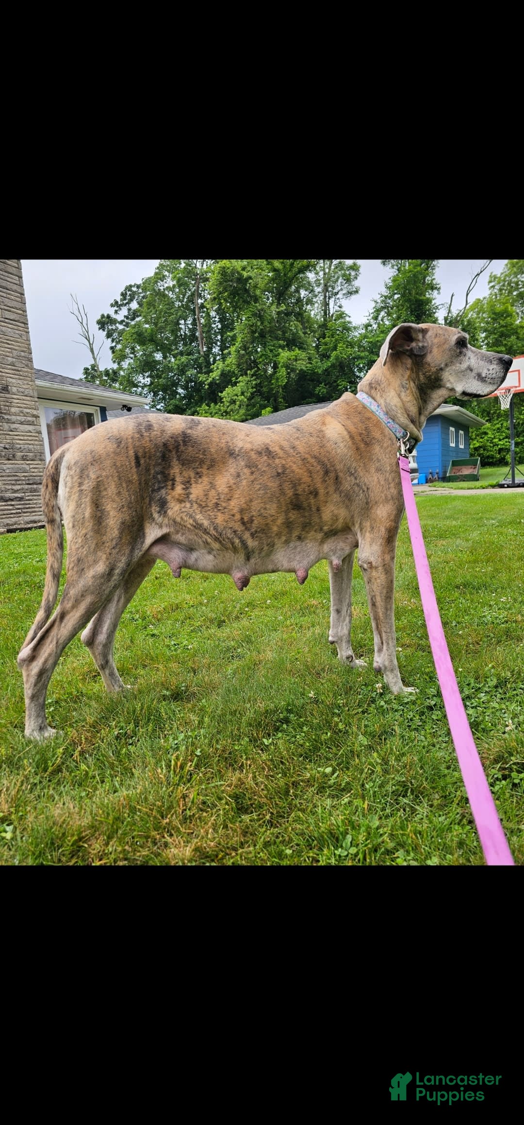 Great Dane dogs for sale: Purple collar - Image 7