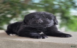 Newfoundland dogs for sale: Lexi - Image 2