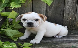 Beabull dogs for sale: Dori - Image 1