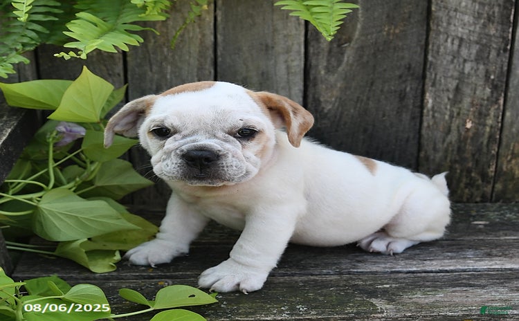 Beabull dogs for sale - Ad 1