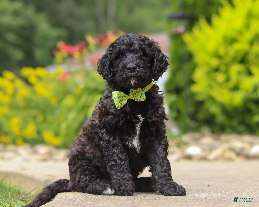 Newfypoo dogs for sale: Tanner - Image 2