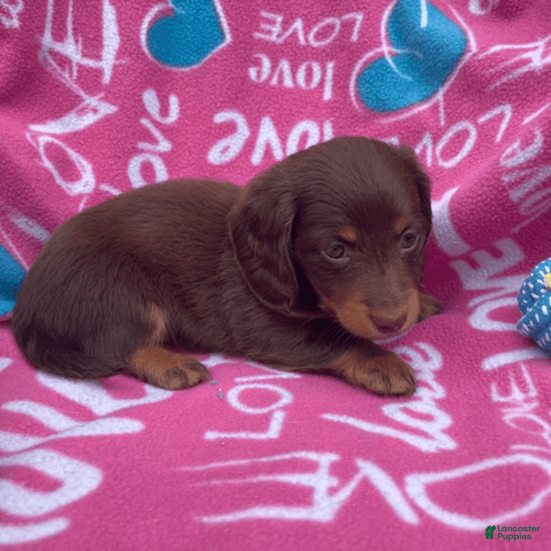 Dachshund dogs for sale: Brownie Chocolate Girl 1952 - Image 12