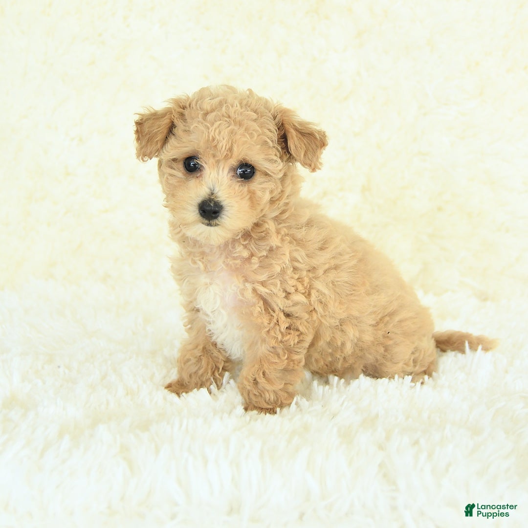 Bichpoo dogs for sale: Cakepop - Image 2
