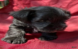 Miniature Schnauzer dogs for sale: Buddy - Image 12