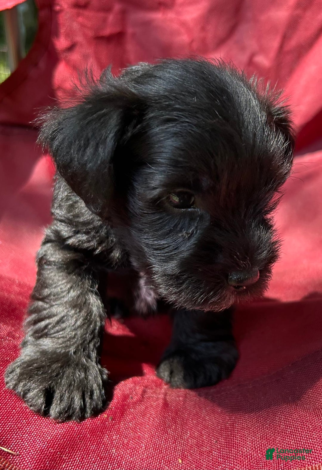 Miniature Schnauzer dogs for sale: Buddy - Image 12