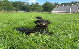 Doberman Pinscher dogs for sale: Luke - Image 1