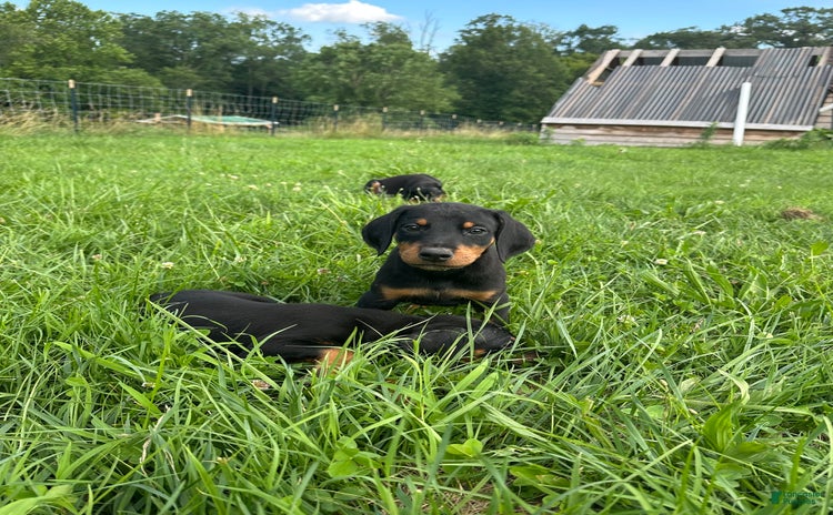 Doberman Pinscher dogs for sale - Ad 5