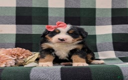 Bernese Mountain Dog dogs for sale: Emilee - Image 10