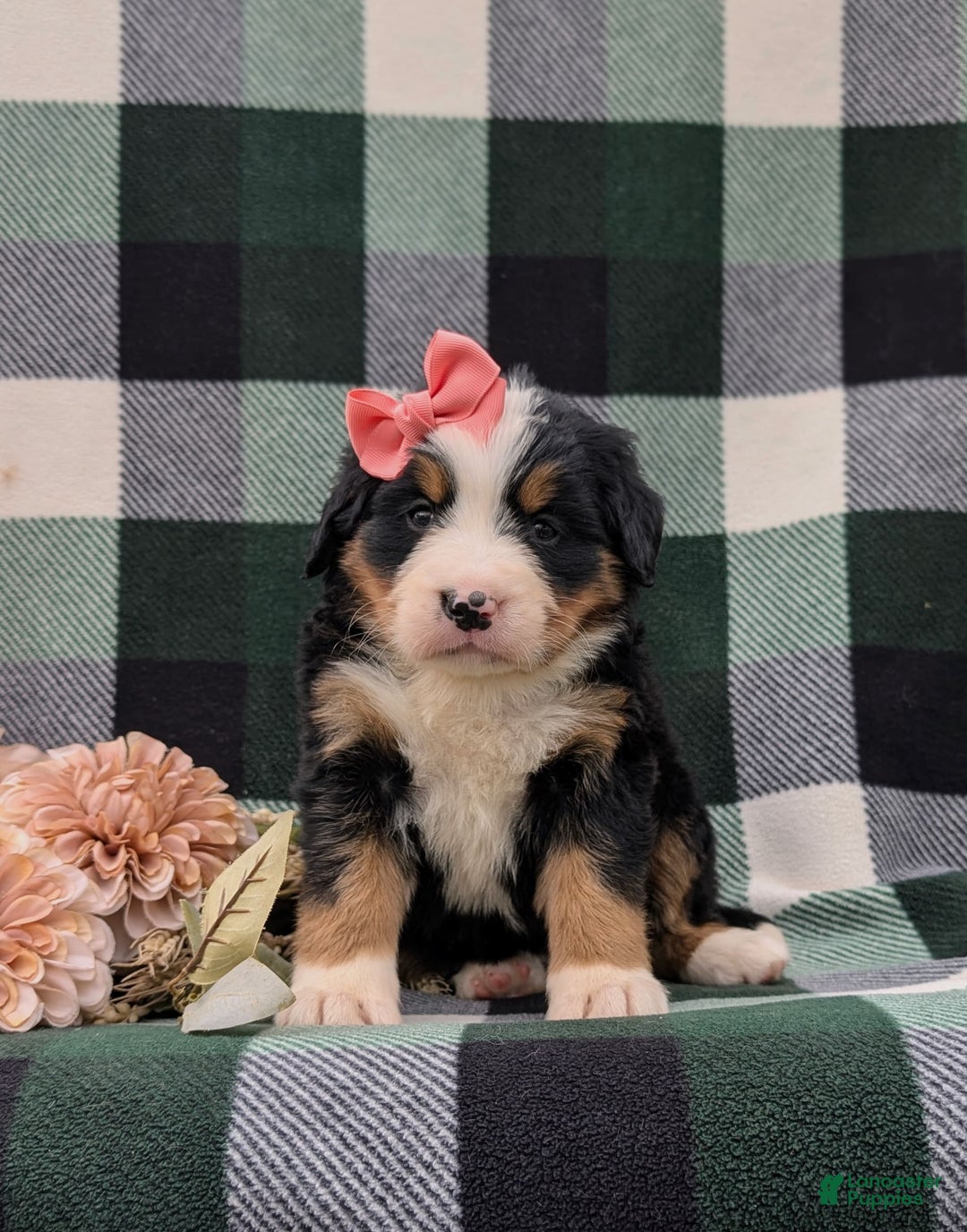 Bernese Mountain Dog dogs for sale: Emilee - Image 10