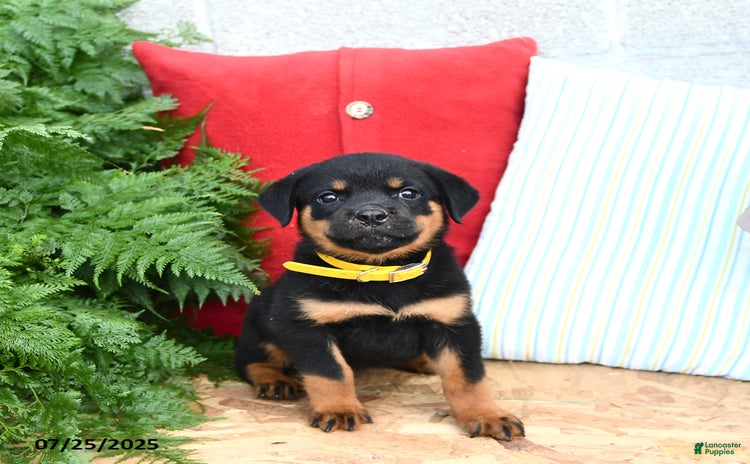 Rottweiler dogs for sale - Ad 1