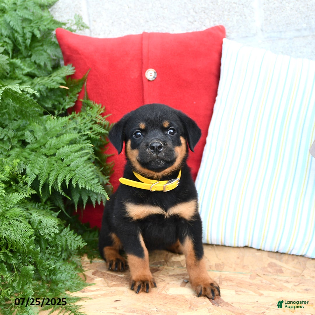 Rottweiler dogs for sale: Ruby - Image 1
