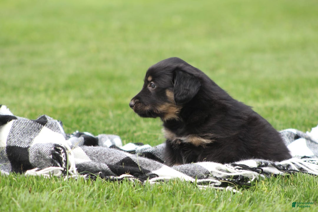 English Shepherd dogs for sale: Millie - Image 3