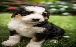 Bernedoodle dogs for sale: Bessie - Image 19