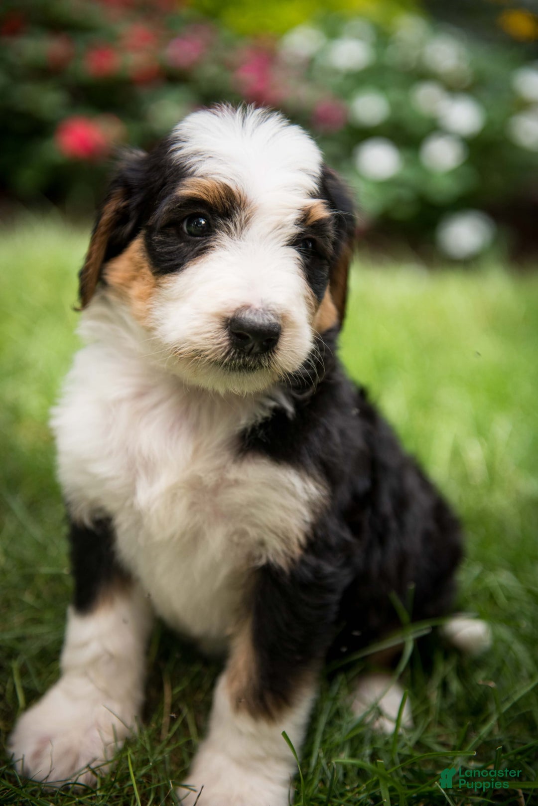 Bernedoodle dogs for sale: Bessie - Image 19