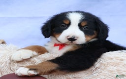 Bernese Mountain Dog dogs for sale: Sage - Image 11