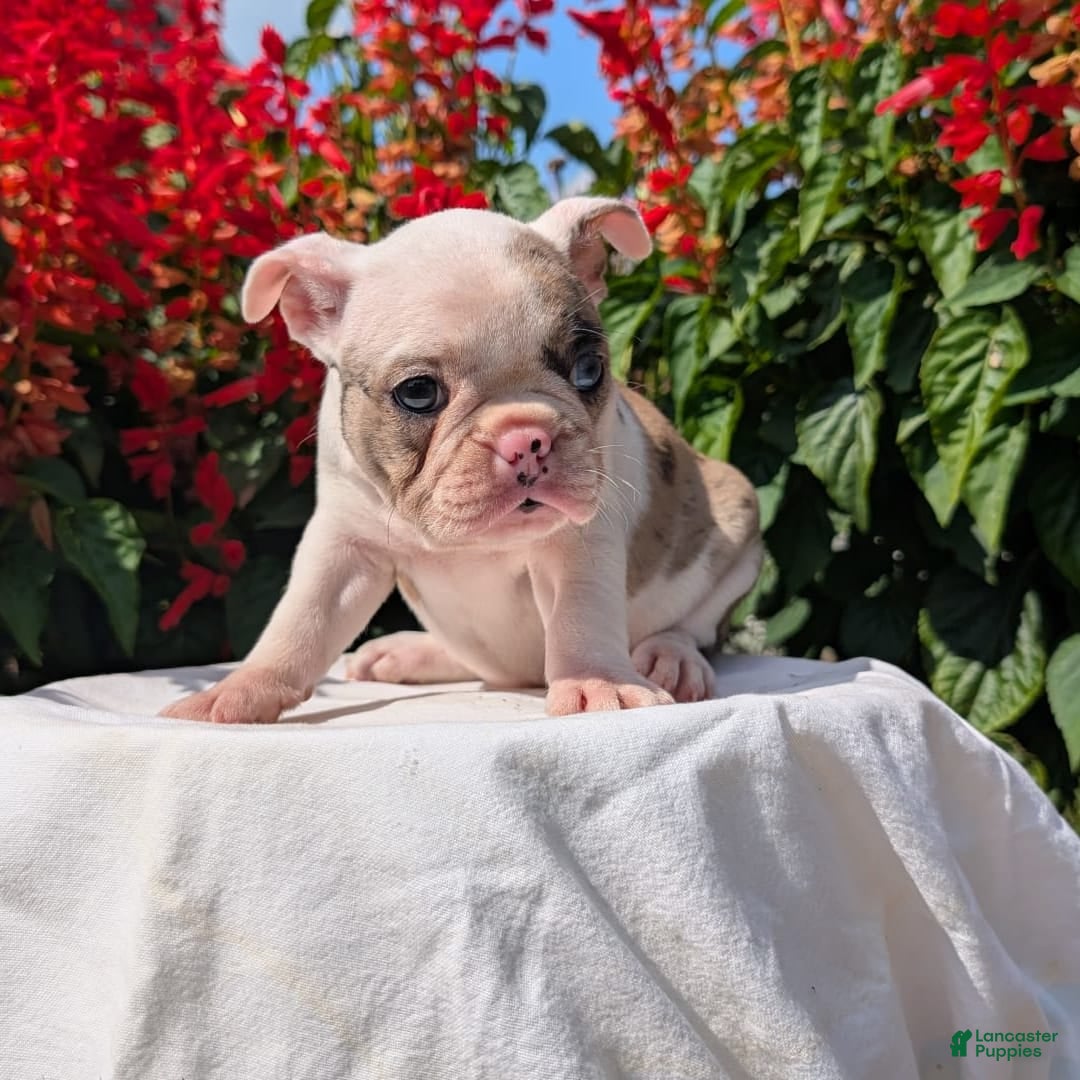 Frenchton dogs for sale: Noelle - Image 1
