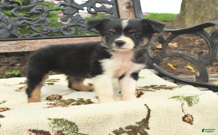 Miniature Australian Shepherd dogs for sale - Ad 5