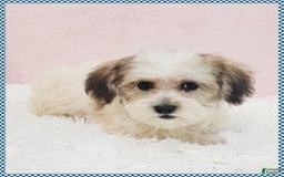 Morkie dogs for sale: Griffin - Image 3