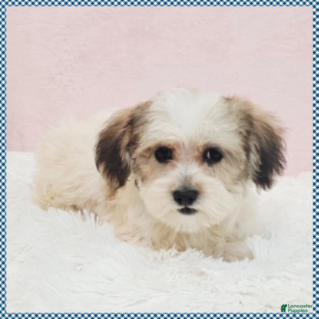 Morkie dogs for sale: Griffin - Image 3