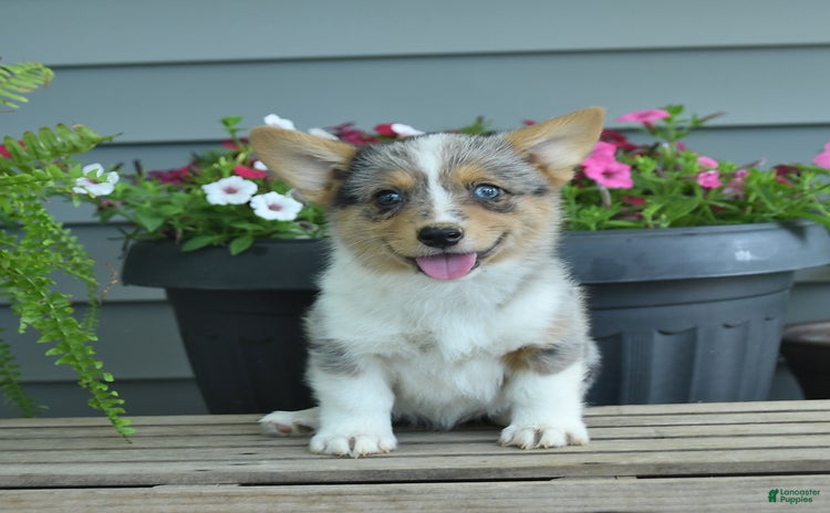 Welsh Corgi Pembroke dogs - Advert 14