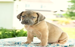 Cane Corso dogs for sale: Hunter - Image 1