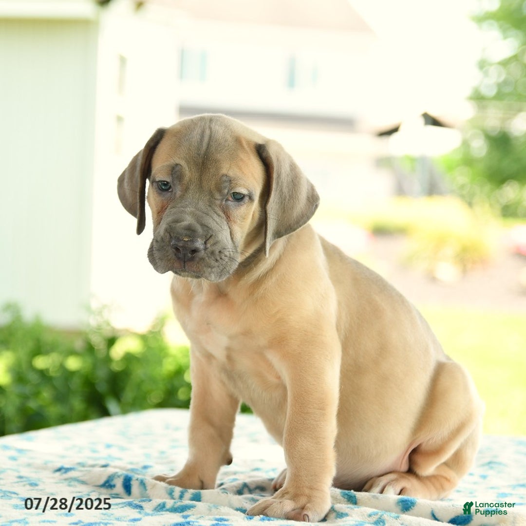 Cane Corso dogs for sale: Hunter - Image 1