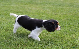 Cavalier King Charles Spaniel dogs for sale: Abby - Image 2