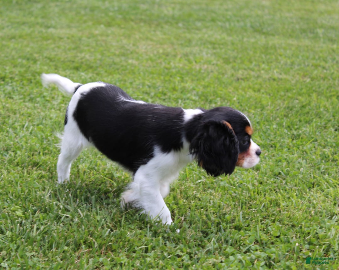 Cavalier King Charles Spaniel dogs for sale: Abby - Image 2