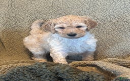 Goldendoodle dogs for sale: Gorgeous Creme Doodle - Image 1