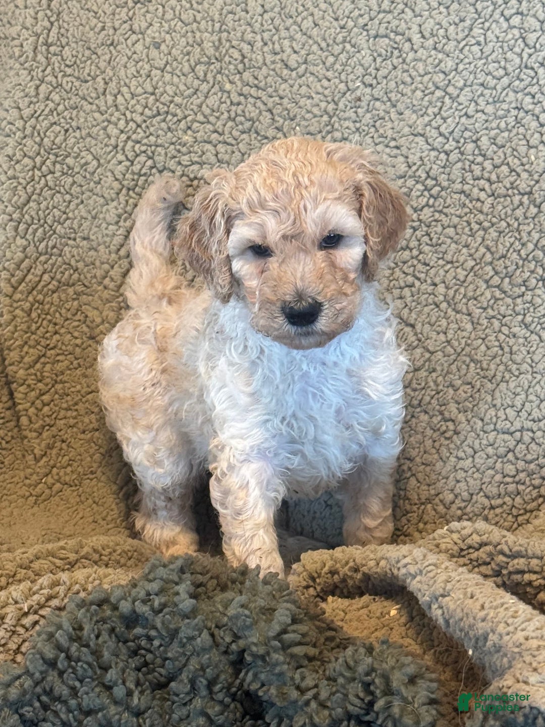Goldendoodle dogs for sale: Gorgeous Creme Doodle - Image 1