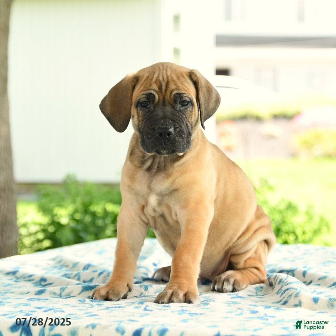 Cane Corso dogs for sale: Harmony - Image 2