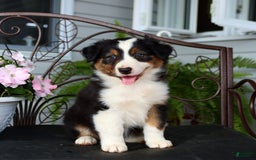 Australian Shepherd dogs for sale: Tessa - Image 5