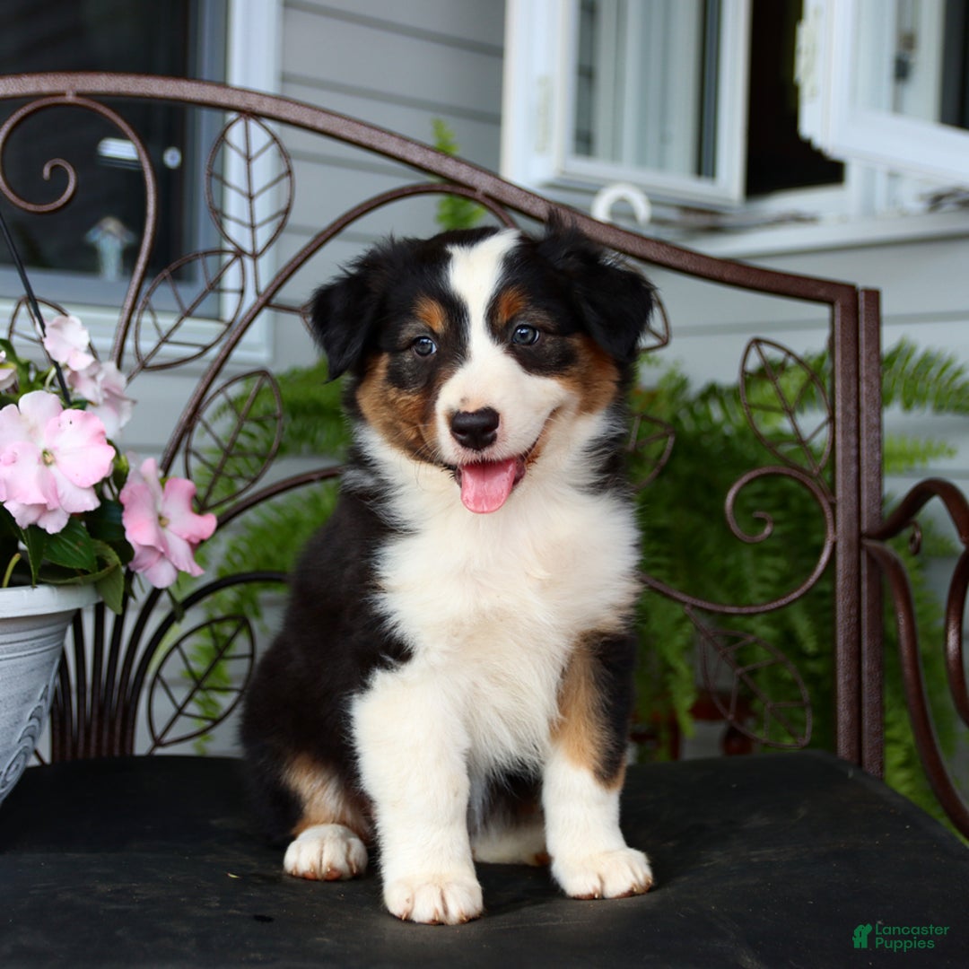 Australian Shepherd dogs for sale: Tessa - Image 5