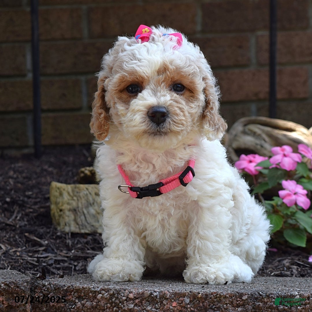 Bichpoo dogs for sale: Paisley - Image 2