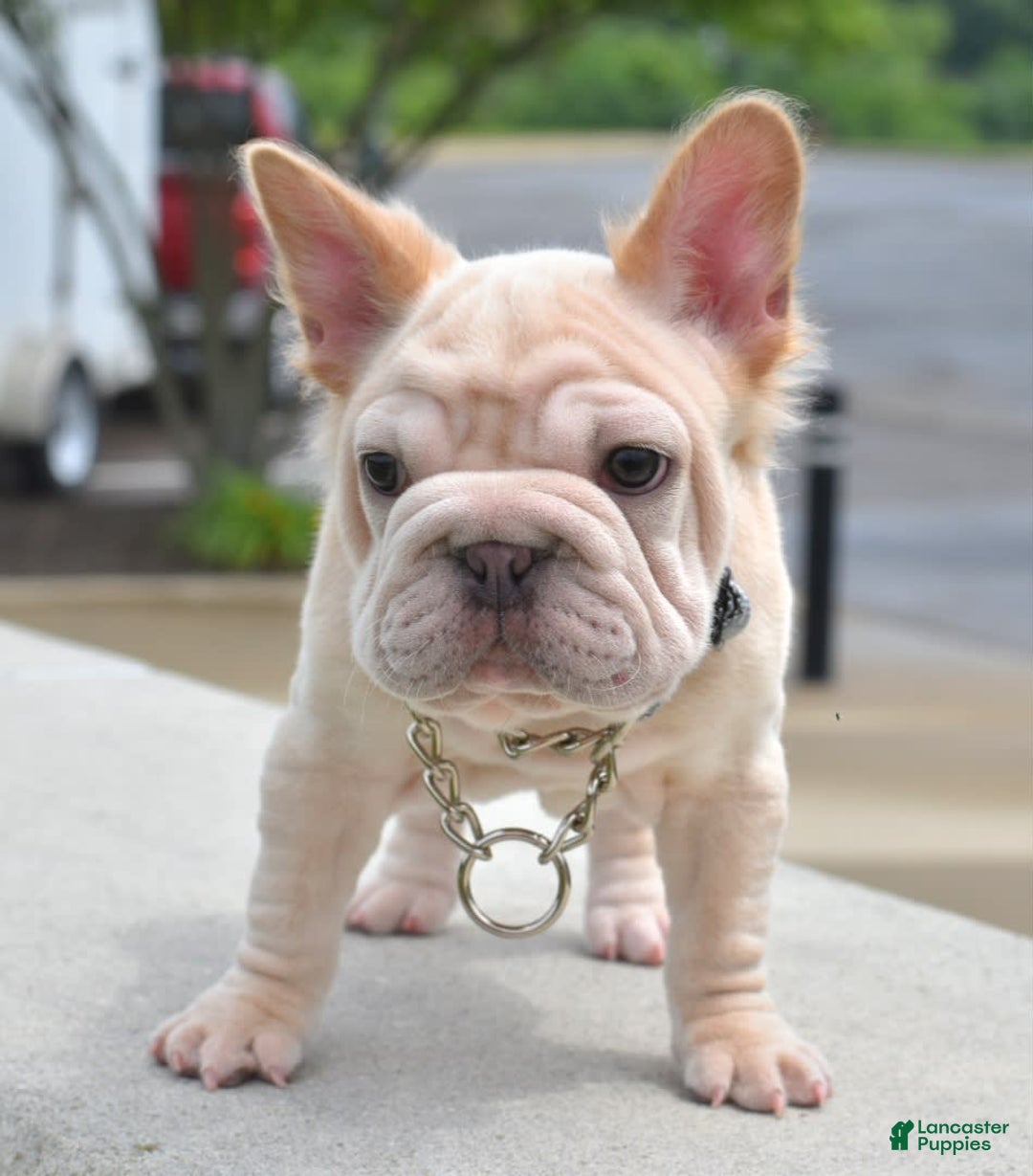 French Bulldog dogs for sale: Rayna Big Rope Velvet Fluffy - Image 75