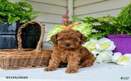 Toy Poodle dogs for sale: Nollie - Image 1